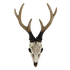 Bone Stag Head with Carving