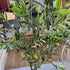 Olive Faux Tree Potted 180cm