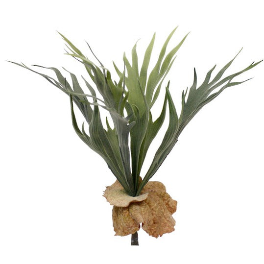 Mini Staghorn Fern Bush