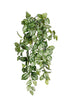 Pilea Cadieri Hanging Bush