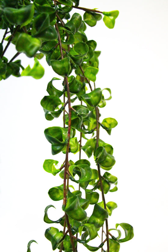 Hanging Shell Plant 90cm