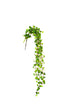 Hanging Shell Plant 90cm