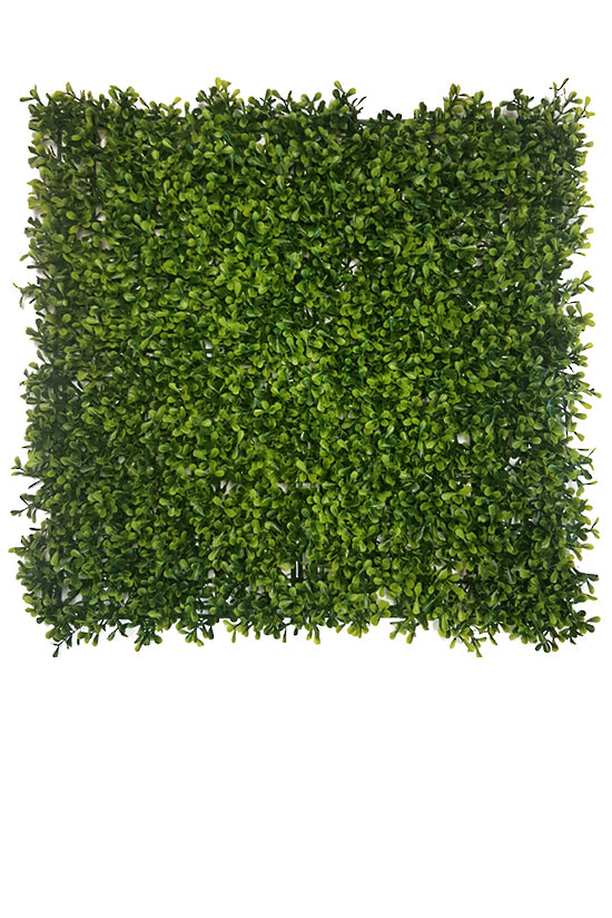 Boxwood Square 50cm x 50cm