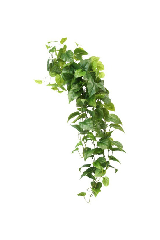 Central Stem Philo Hanging Bush