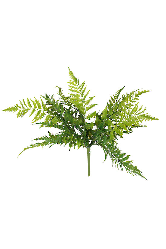 Mountain Fern Bush