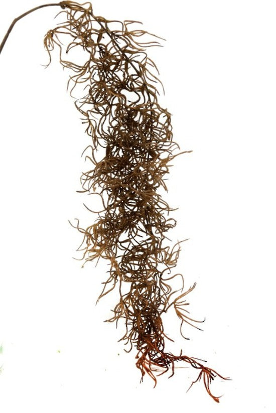 Dried Spanish Moss - Dark Brown