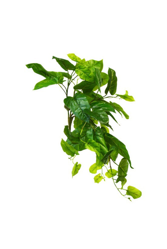 Emerald Philo Hanging Bush