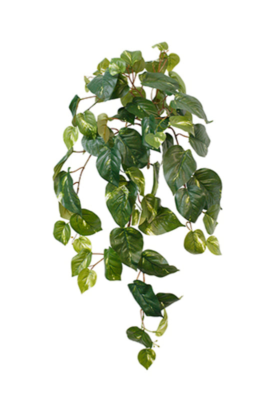 Variegated Pothos Hanging Bush