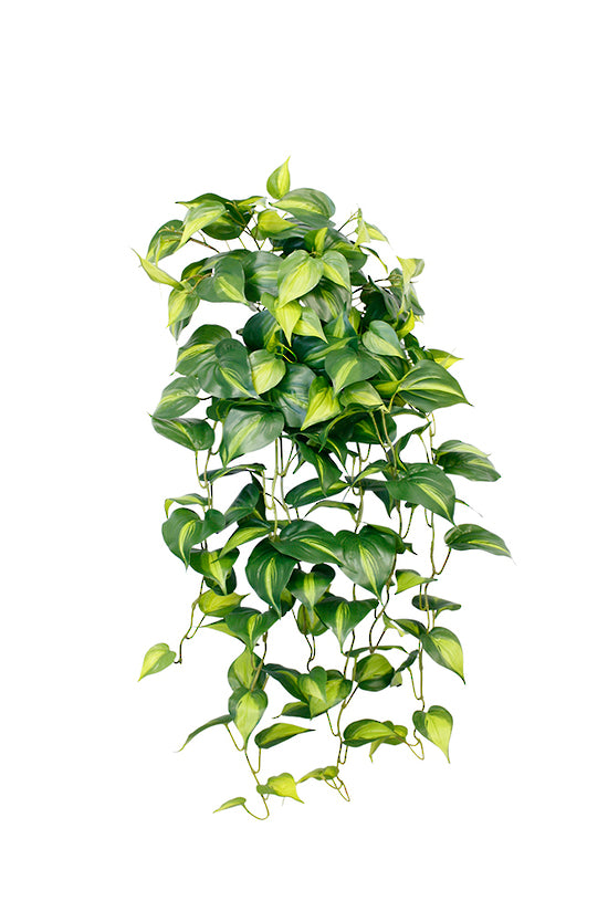 Central Stem Holland Philo Bush Hanging