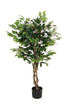 Ficus Tree Potted 120cm