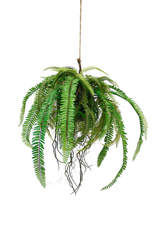 Hanging Fern Ball