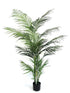 Potted Areca Palm 1.2m