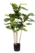 Potted Fiddle Tree 90cm