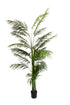 Potted Areca Palm 2.4m