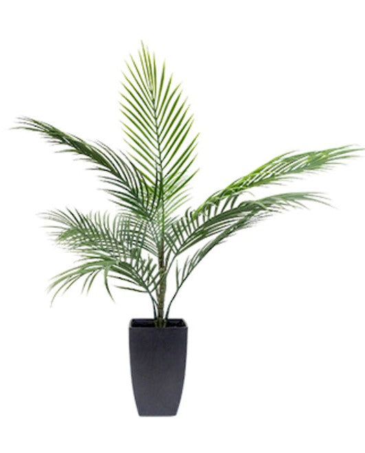 Potted Areca Palm 75cm