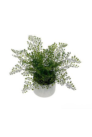 Maidenhair Fern Potted 32cm