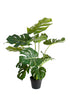 Split Leaf Philo Potted 53cm