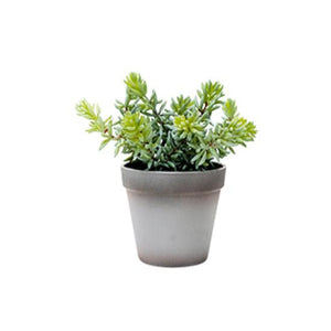 Angelina Succulent Grey Pot 22cm