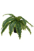 Boston Fern Potted 35cm