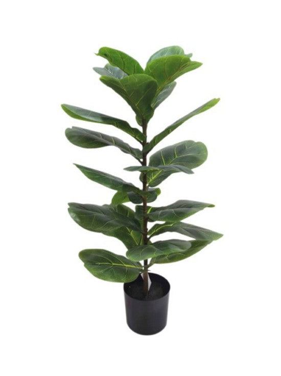 Fiddle Leaf Plant Potted 71cm