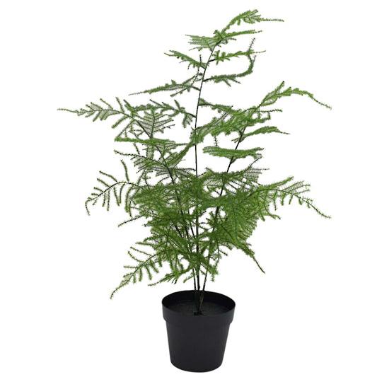 Asparagus Fern Potted 50cm