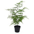 Asparagus Fern Potted 50cm