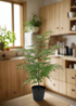 Asparagus Fern Potted 50cm