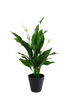 Peace Lily w/Flowers Potted 48cm