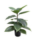 Rubber Plant Potted 56cm