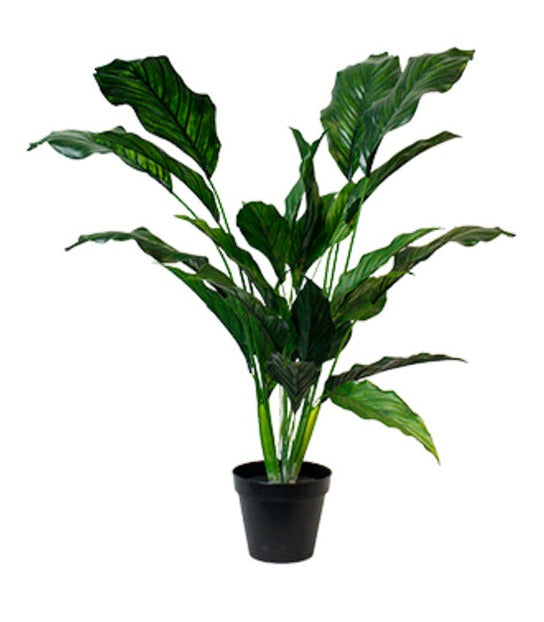 Spathiphyllum kochii Potted 91cm