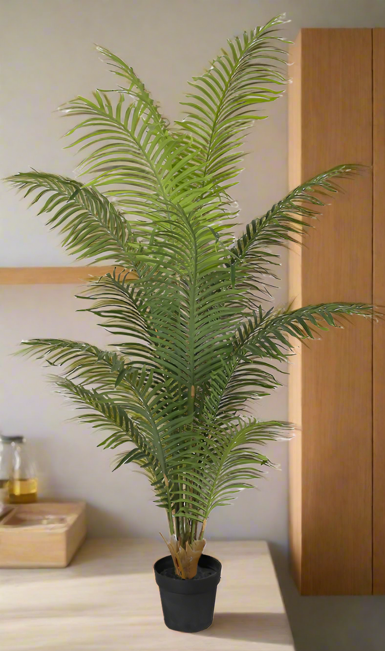 Hawaiian Palm Tree Potted 1.8m