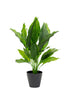 Potted Spathiphyllum 48cm