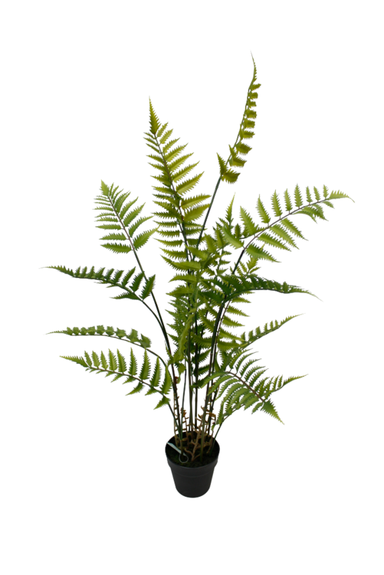 Potted Fern with black plastic pot 106cm