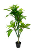 Frangipani Tree Potted 150cm