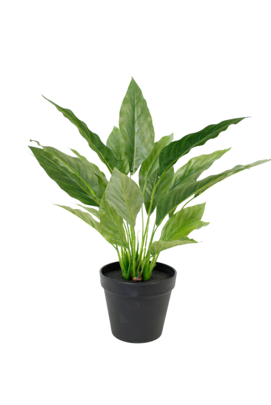 Potted Spathiphyllum Bush 40cm