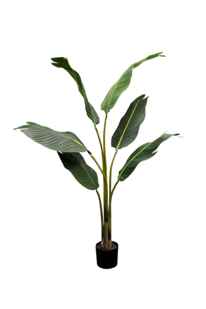 Strelitzia Nicolai 1.2m