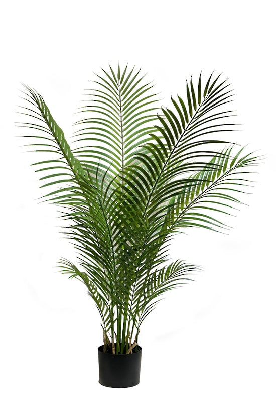 Parlour Palm Potted 1.2m