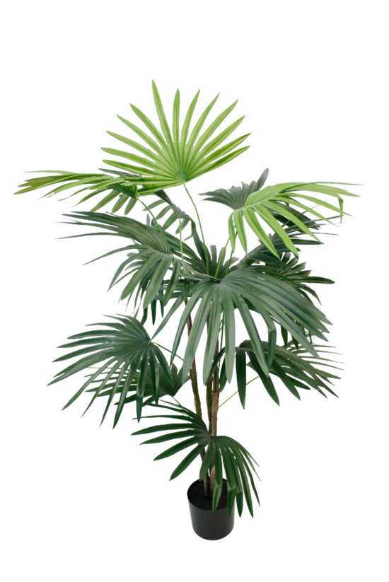 Fan Palm Potted 91cm