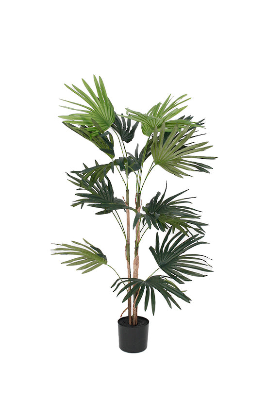 Fan Palm Potted 91cm