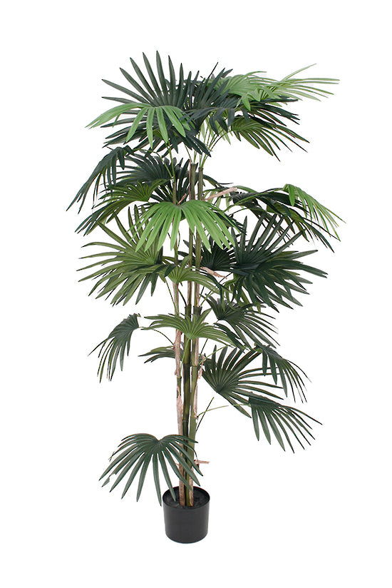 Fan Palm Potted 1.5m