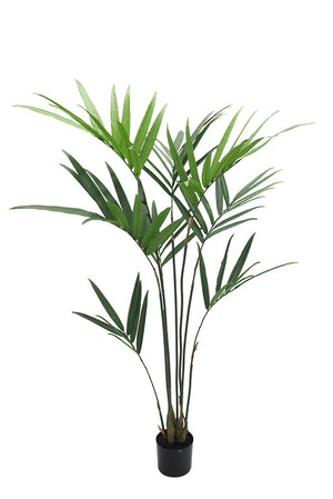 Kentia Palm Potted 1.5m