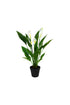 Potted Spathiphyllum w/Flowers 50cm