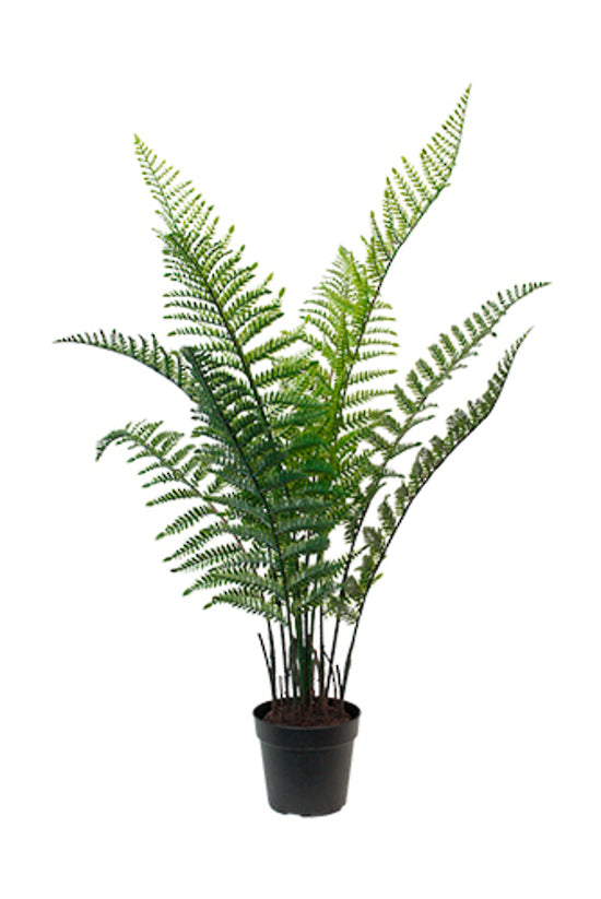 Woodwardia Bush Potted 84cm