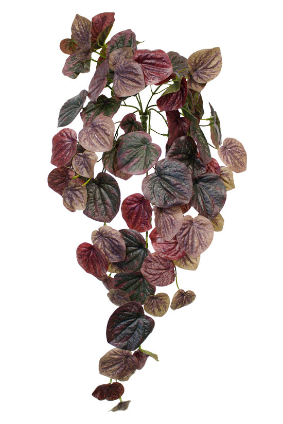 Peperomia Caperata Bush 63.5cm