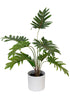 Potted Xanadu Philodendron in White Pot 38cm