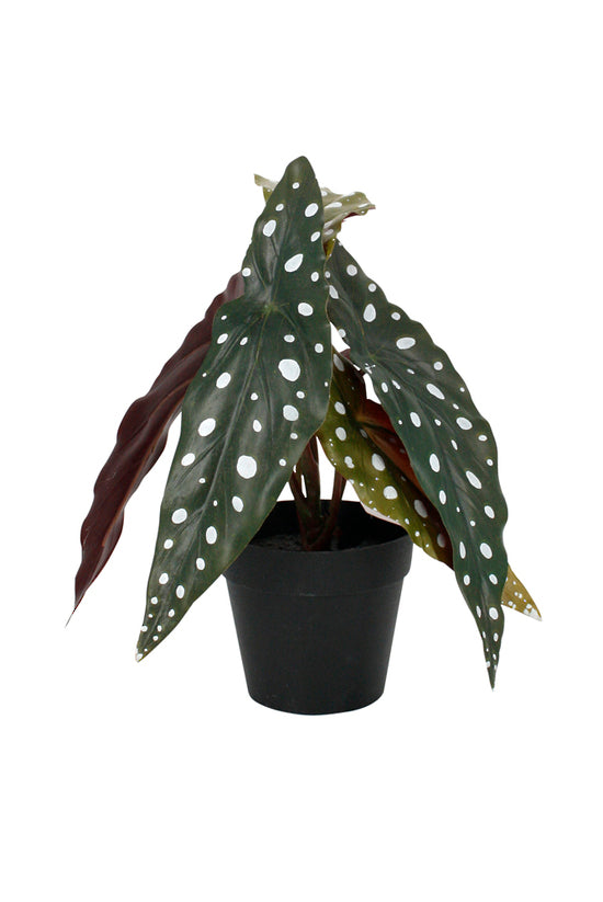 Angel Wing Begonia Potted - 24 cm