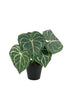 Turtle Alocasia Potted 24cm