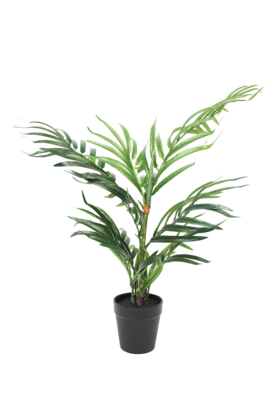 Potted Robellini Palm 50cm