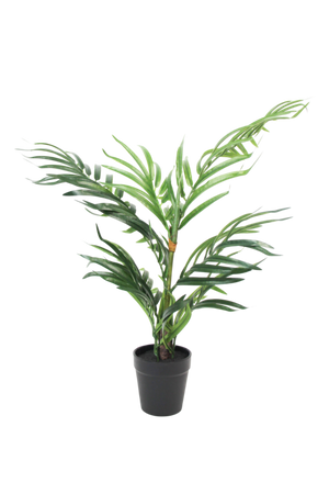 Potted Robellini Palm 50cm