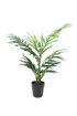 Potted Robellini Palm 50cm